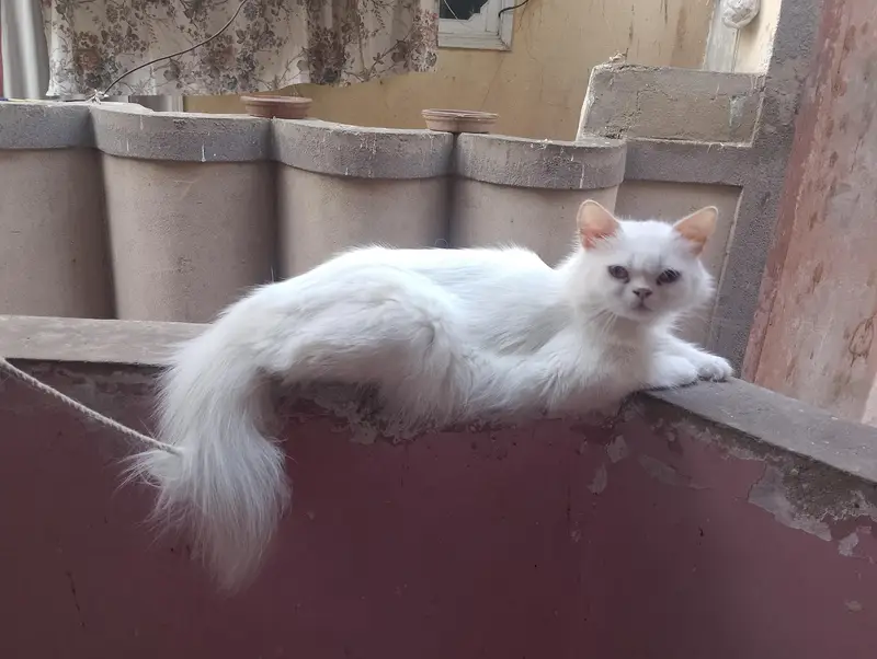 Persian — photo 7