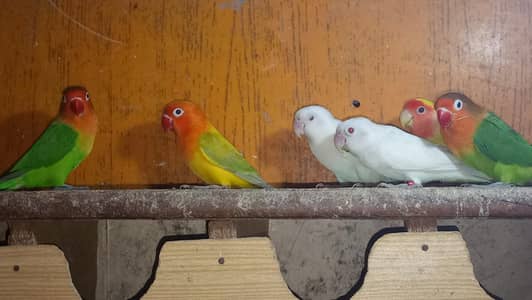Lovebirds & Cockatiels Available – Total 9 Birds – Urgent Sale