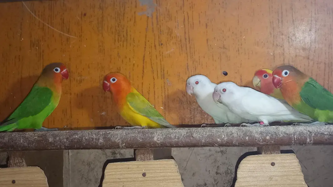 Lovebirds & Cockatiels Available – Total 9 Birds – Urgent Sale — photo 2