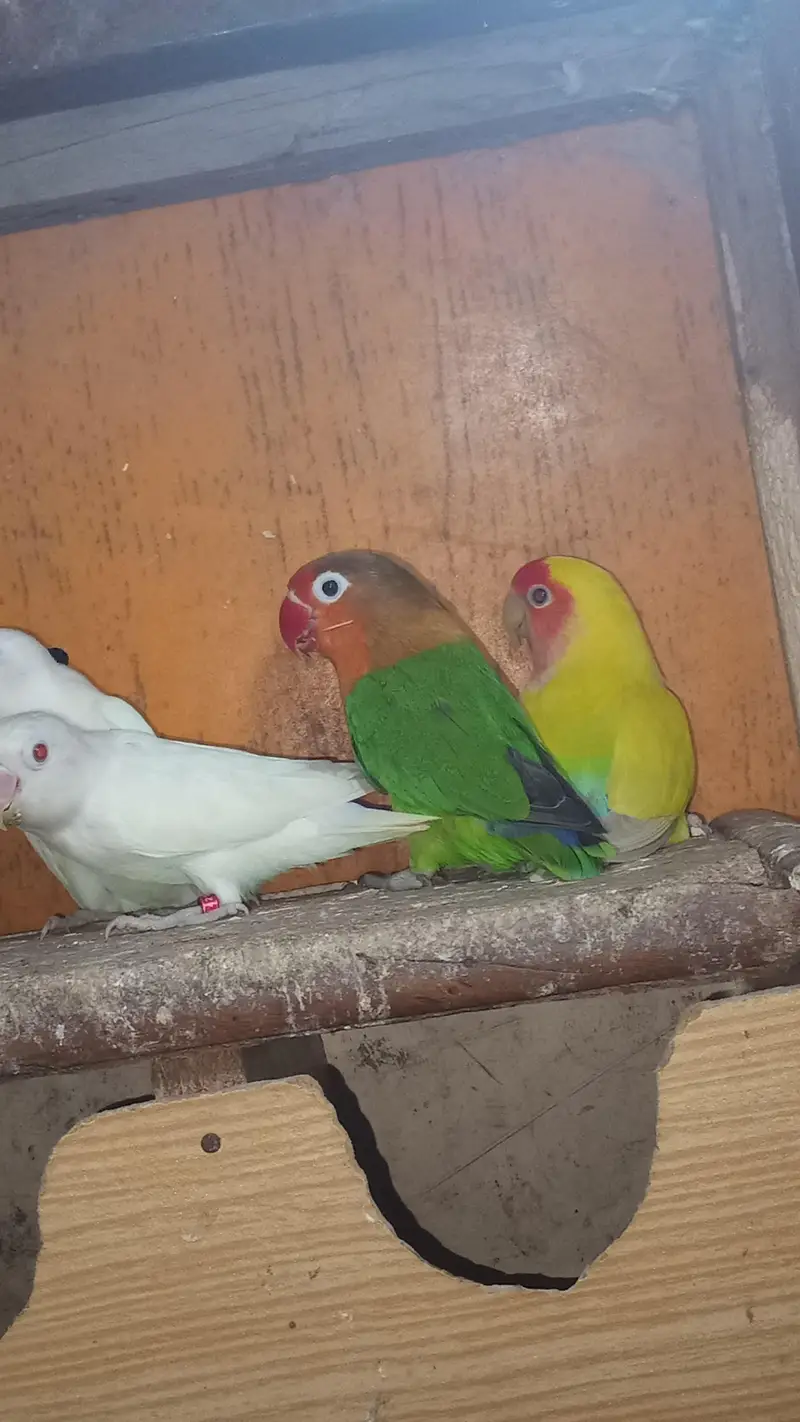 Lovebirds & Cockatiels Available – Total 9 Birds – Urgent Sale — photo 3