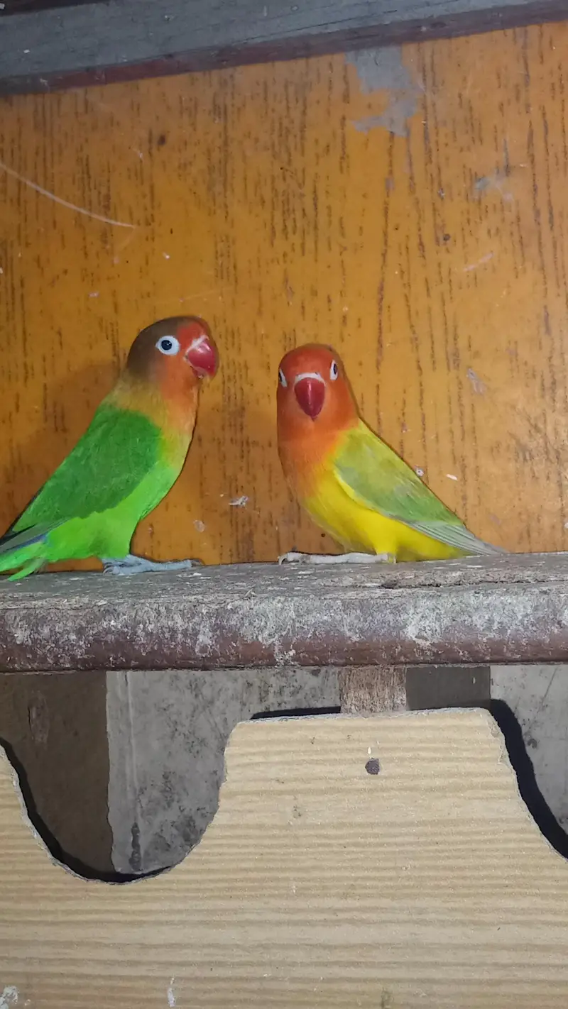 Lovebirds & Cockatiels Available – Total 9 Birds – Urgent Sale — photo 4