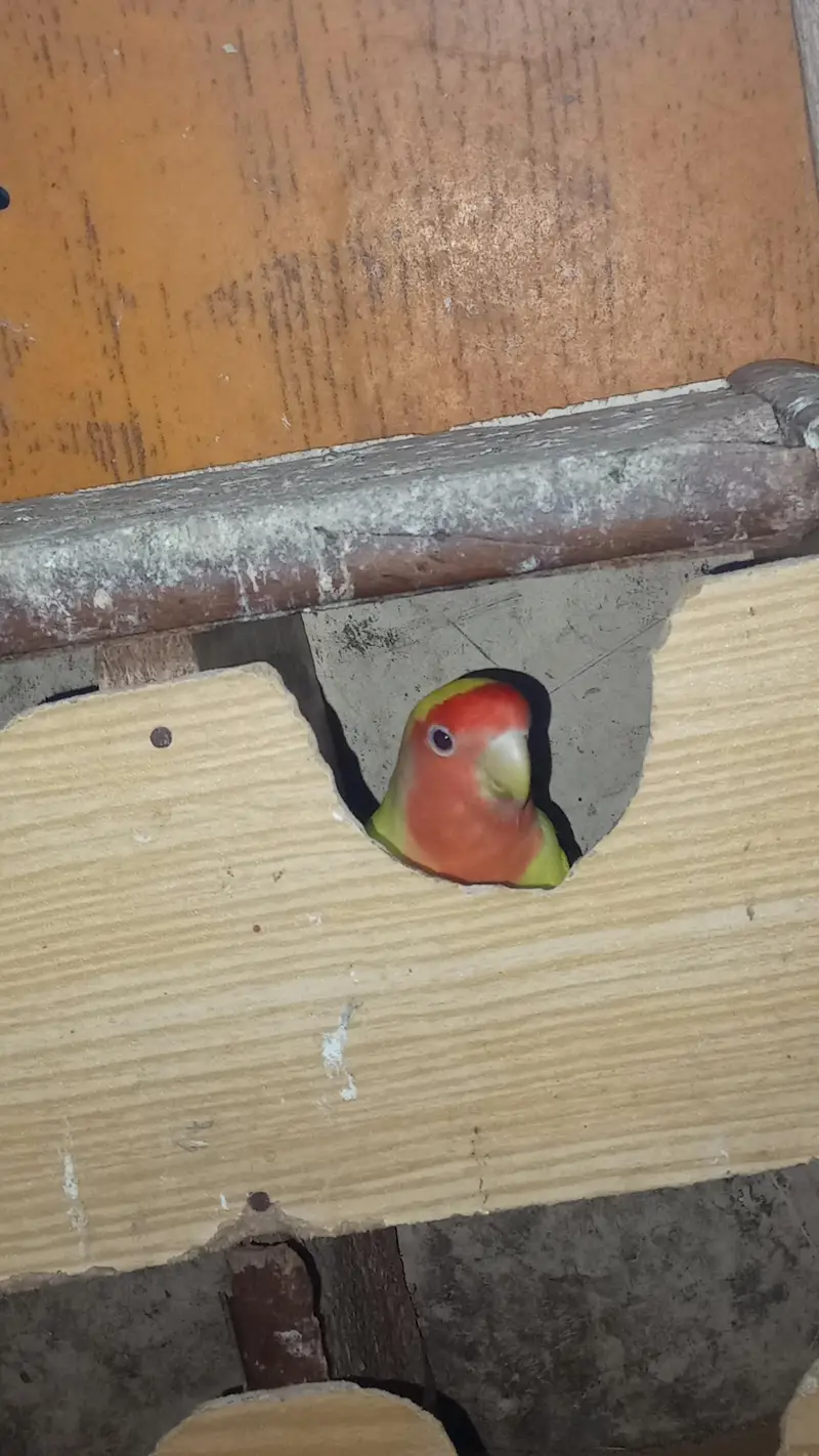 Lovebirds & Cockatiels Available – Total 9 Birds – Urgent Sale — photo 5