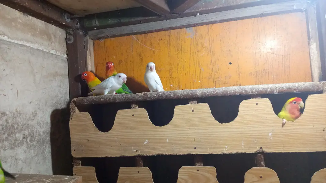 Lovebirds & Cockatiels Available – Total 9 Birds – Urgent Sale — photo 6
