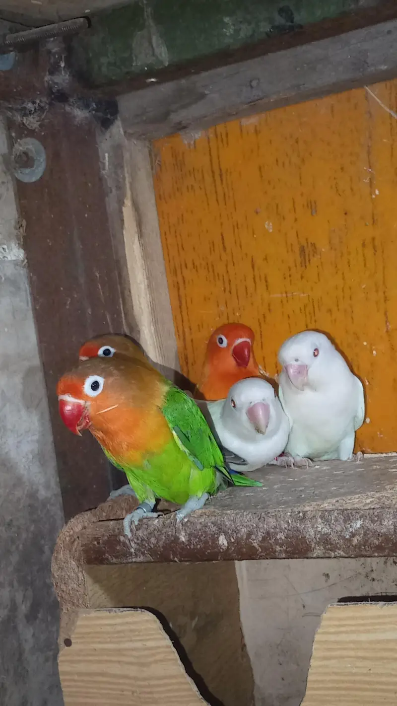Lovebirds & Cockatiels Available – Total 9 Birds – Urgent Sale — photo 7