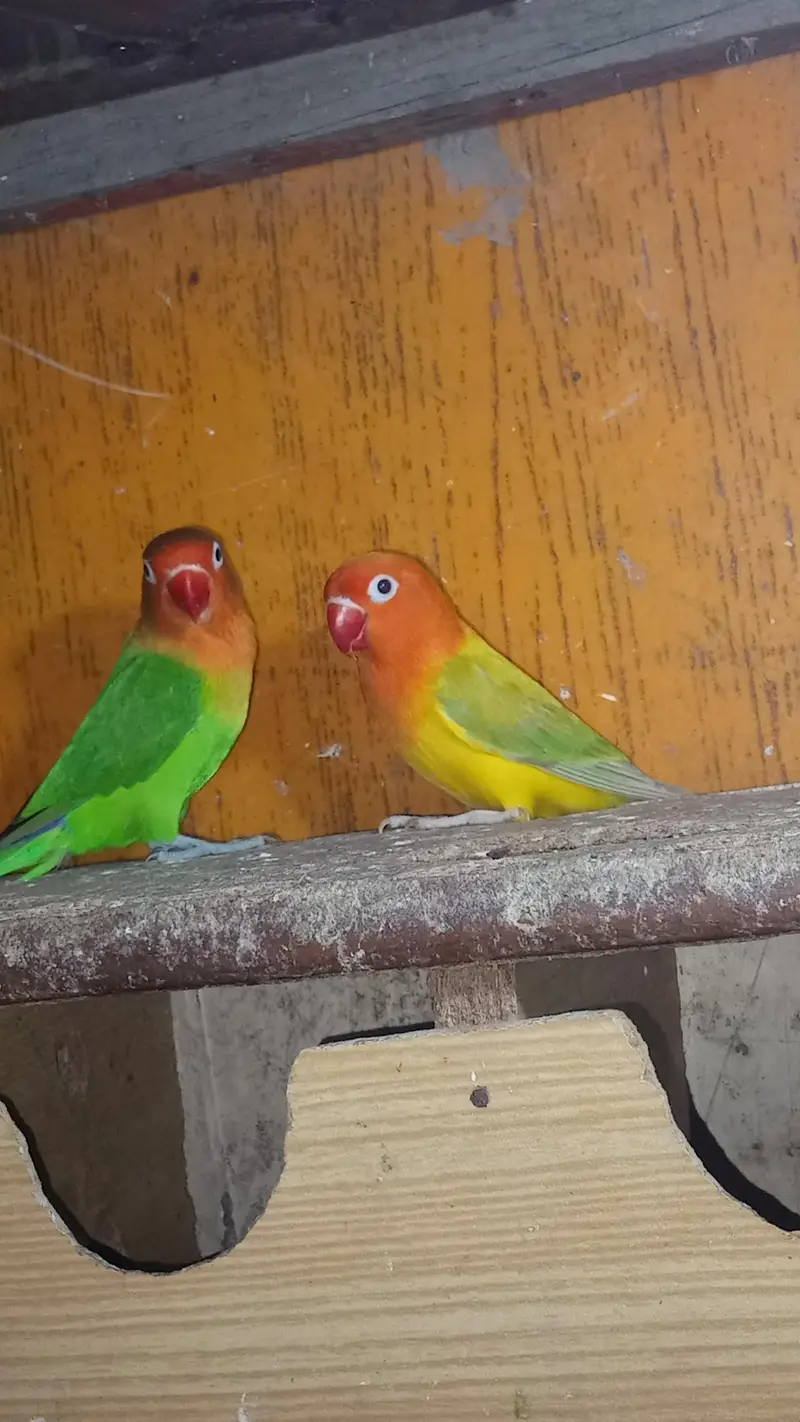 Lovebirds & Cockatiels Available – Total 9 Birds – Urgent Sale — photo 8