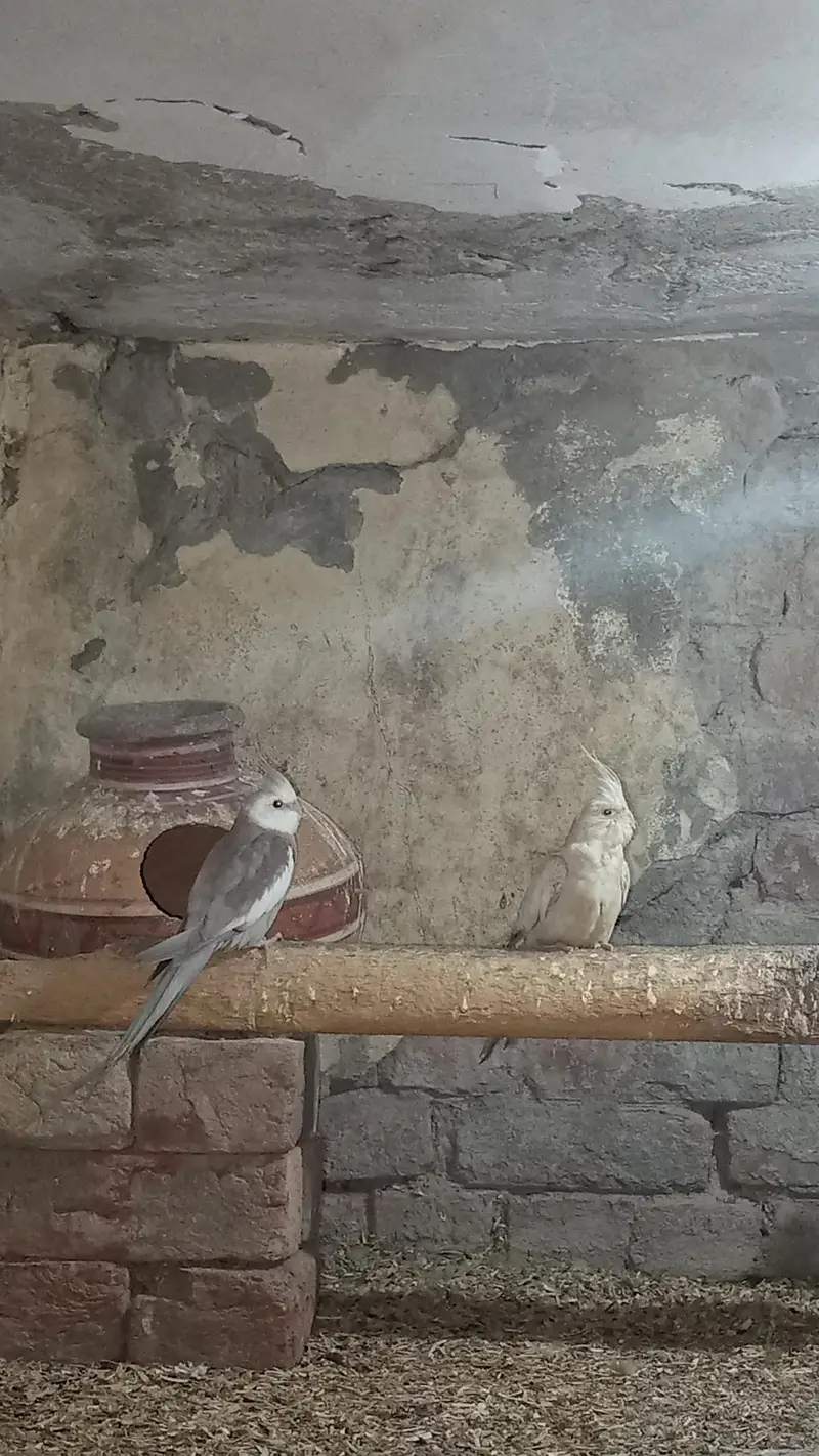 Lovebirds & Cockatiels Available – Total 9 Birds – Urgent Sale — photo 9