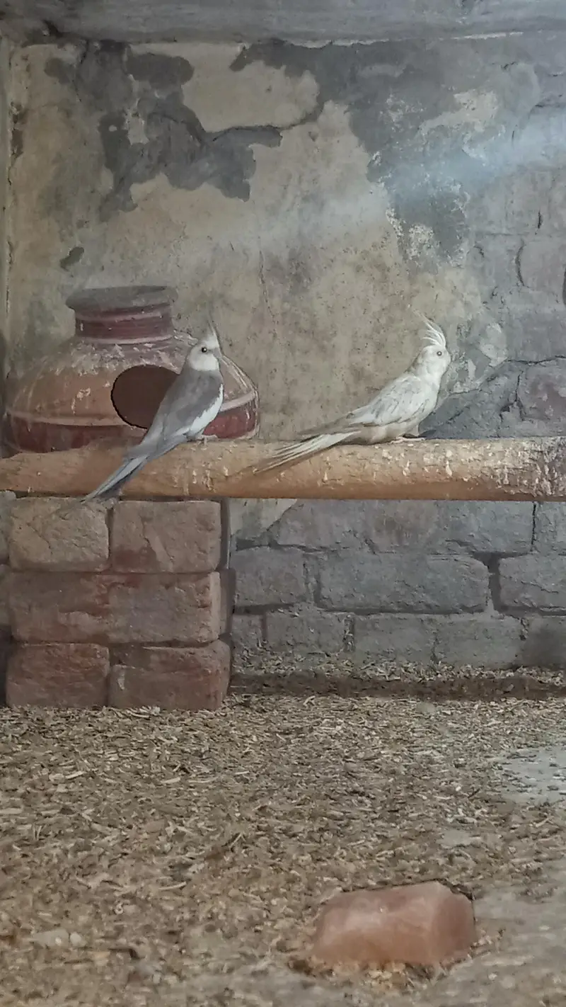 Lovebirds & Cockatiels Available – Total 9 Birds – Urgent Sale — photo 11