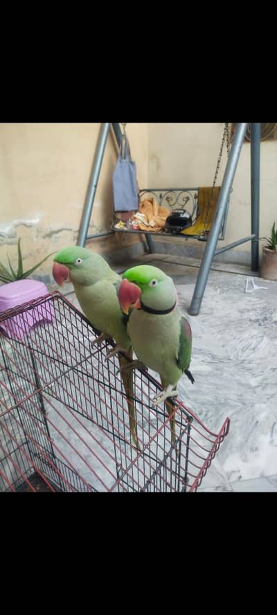 Handmade and breeder pair
