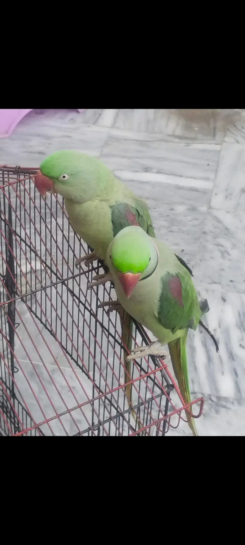 Handmade and breeder pair — photo 2