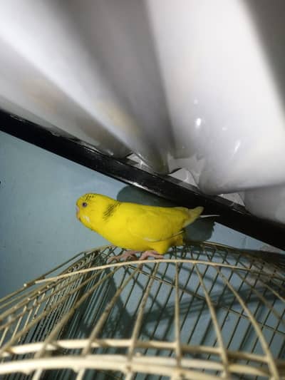 Australian parrot