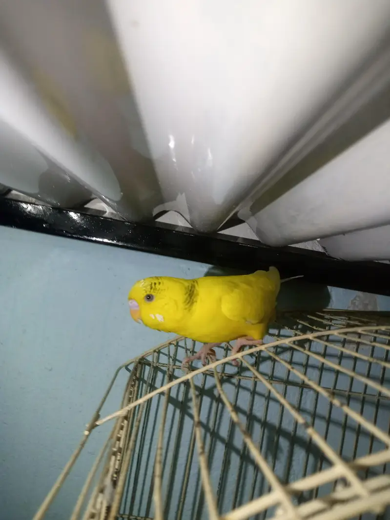 Australian parrot — photo 2