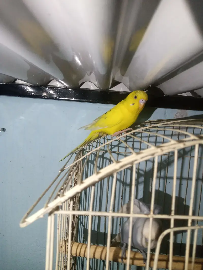 Australian parrot — photo 3