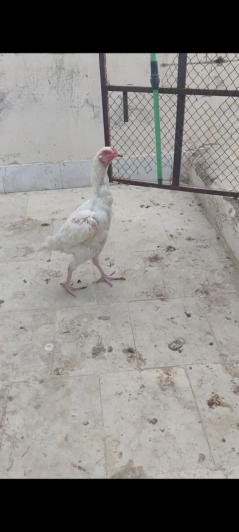 HEERA BREADER MADI — photo 2