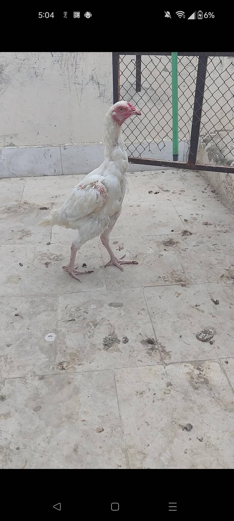 HEERA BREADER MADI 2