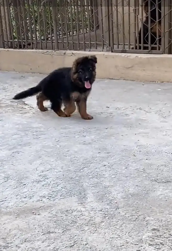 German Shepherd long coat puppies for sale my WhatsApp 03440066156 — photo 3
