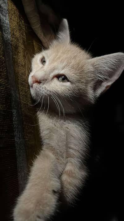 Tamed brown Cat available for new shelter