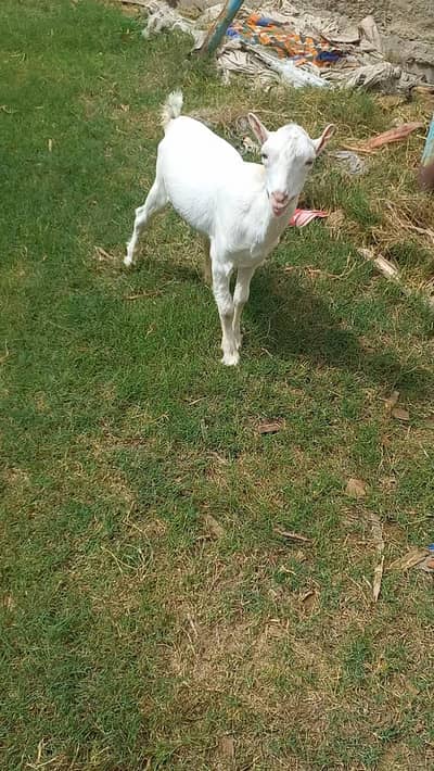 Pointed Tedda Breeder Male  and Male Kids for Sell