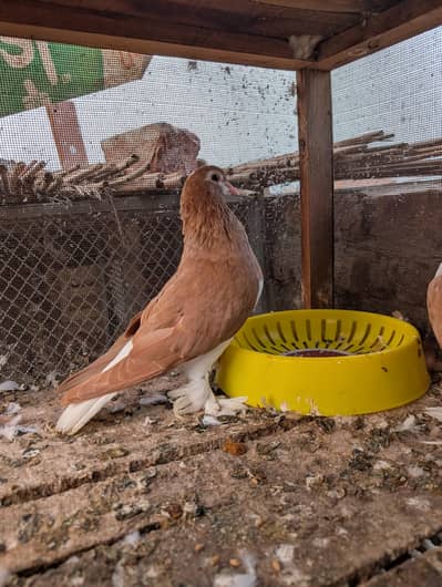 Red And Black Sherazi Home Breed Pairs for sale