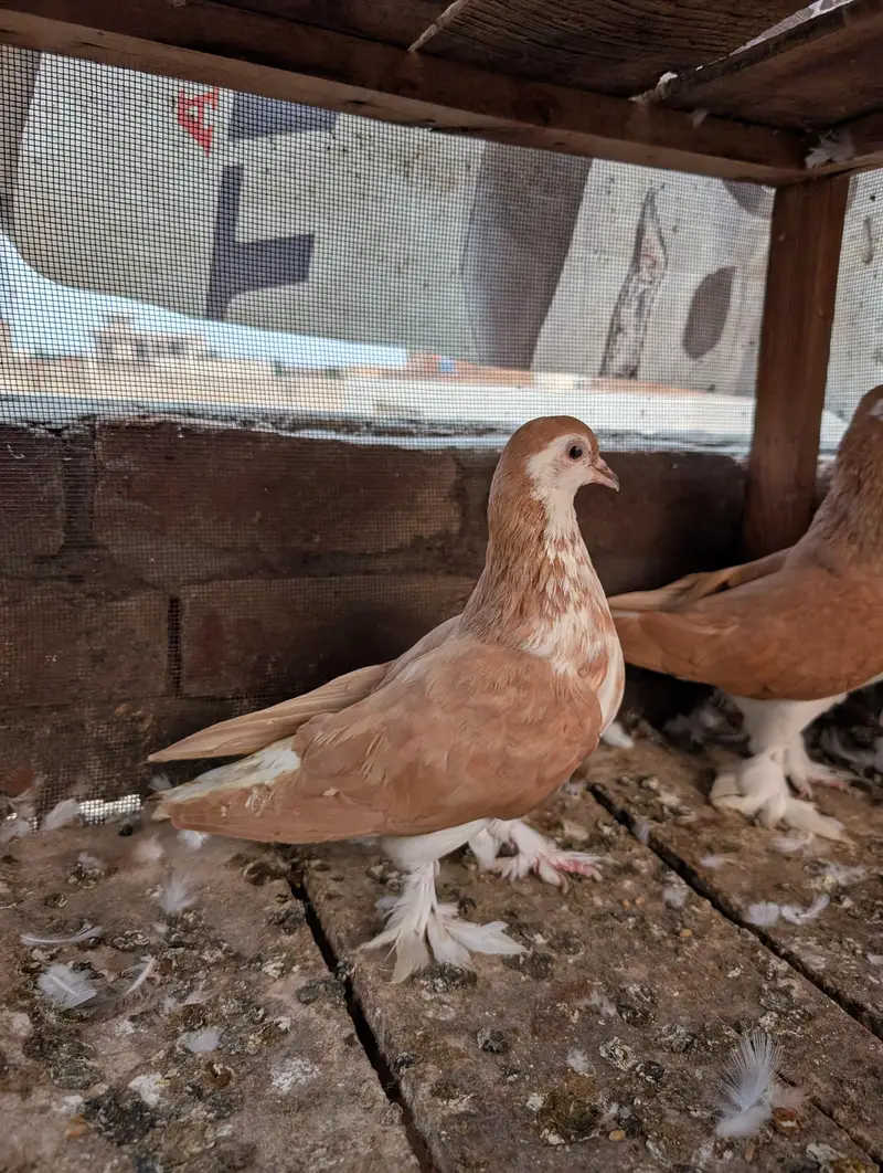 Red And Black Sherazi Home Breed Pairs for sale — photo 3