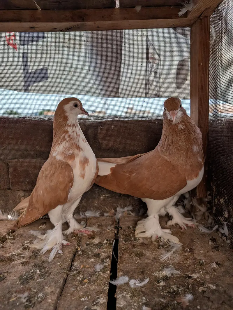 Red And Black Sherazi Home Breed Pairs for sale — photo 4