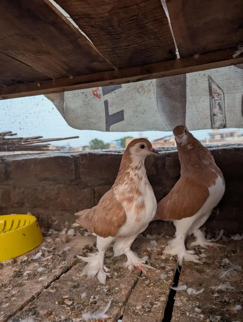 Red And Black Sherazi Home Breed Pairs for sale — photo 6