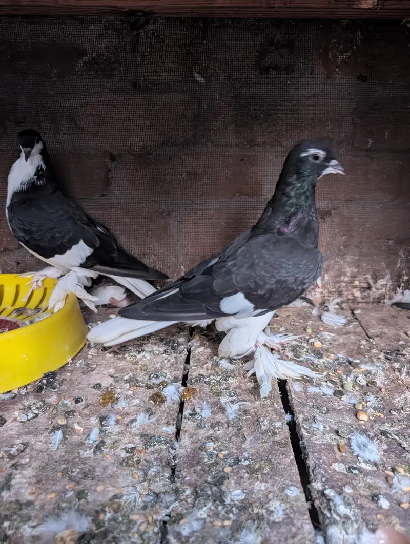 Red And Black Sherazi Home Breed Pairs for sale — photo 8