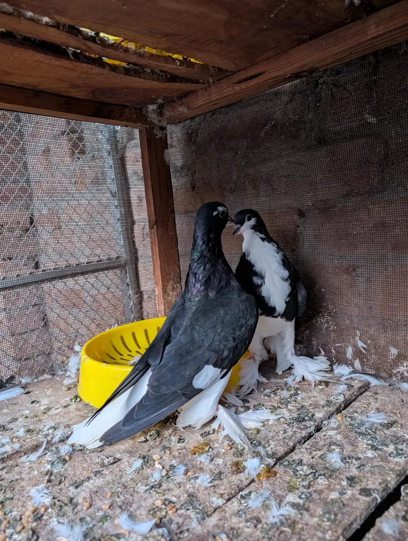 Red And Black Sherazi Home Breed Pairs for sale — photo 12