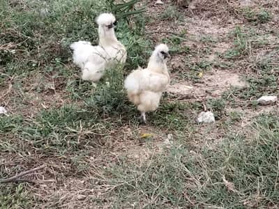 One black polish pair and 2 silkie females