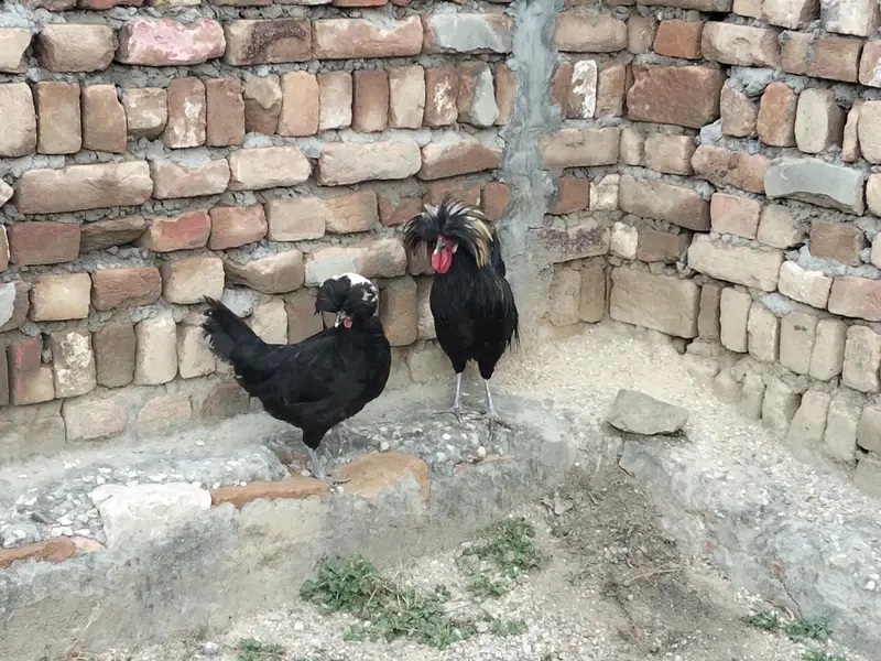 One black polish pair and 2 silkie females — photo 2