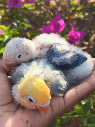 Lovebirds Chicks Available For handtame Opline lovebird chicks