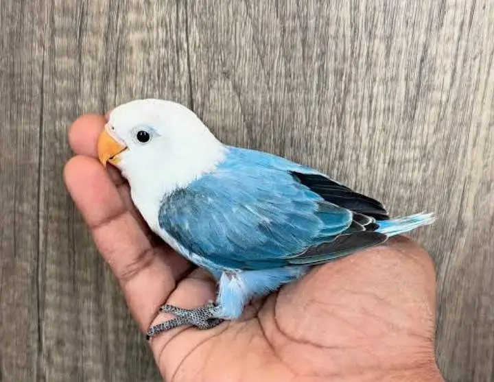Lovebirds Chicks Available For handtame Opline lovebird chicks — photo 3