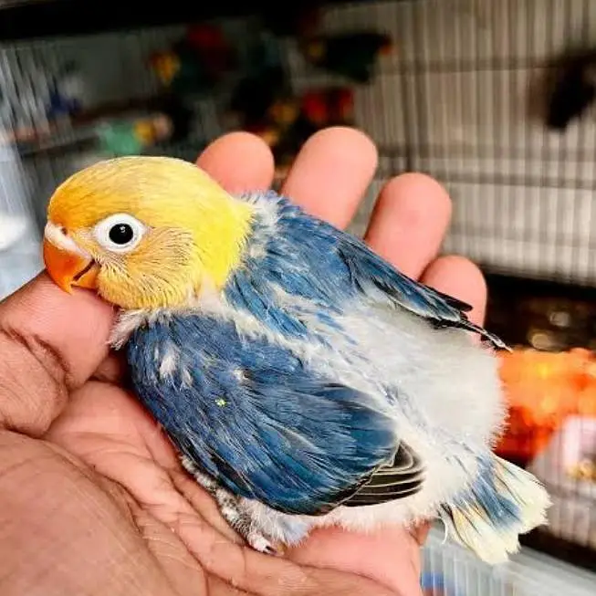 Lovebirds Chicks Available For handtame Opline lovebird chicks — photo 4
