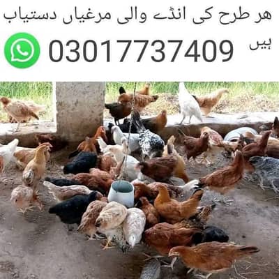murgian 03017737409 WhatsApp