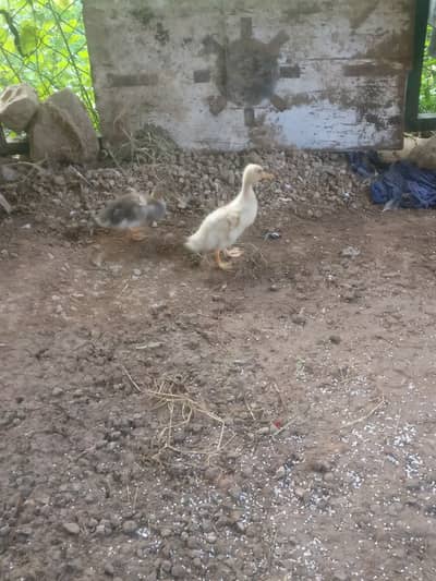 Beautiful Desi ducks pair price almost final