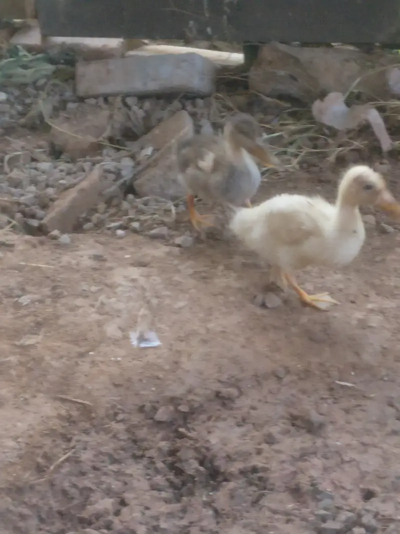 Beautiful Desi ducks pair price almost final — photo 2