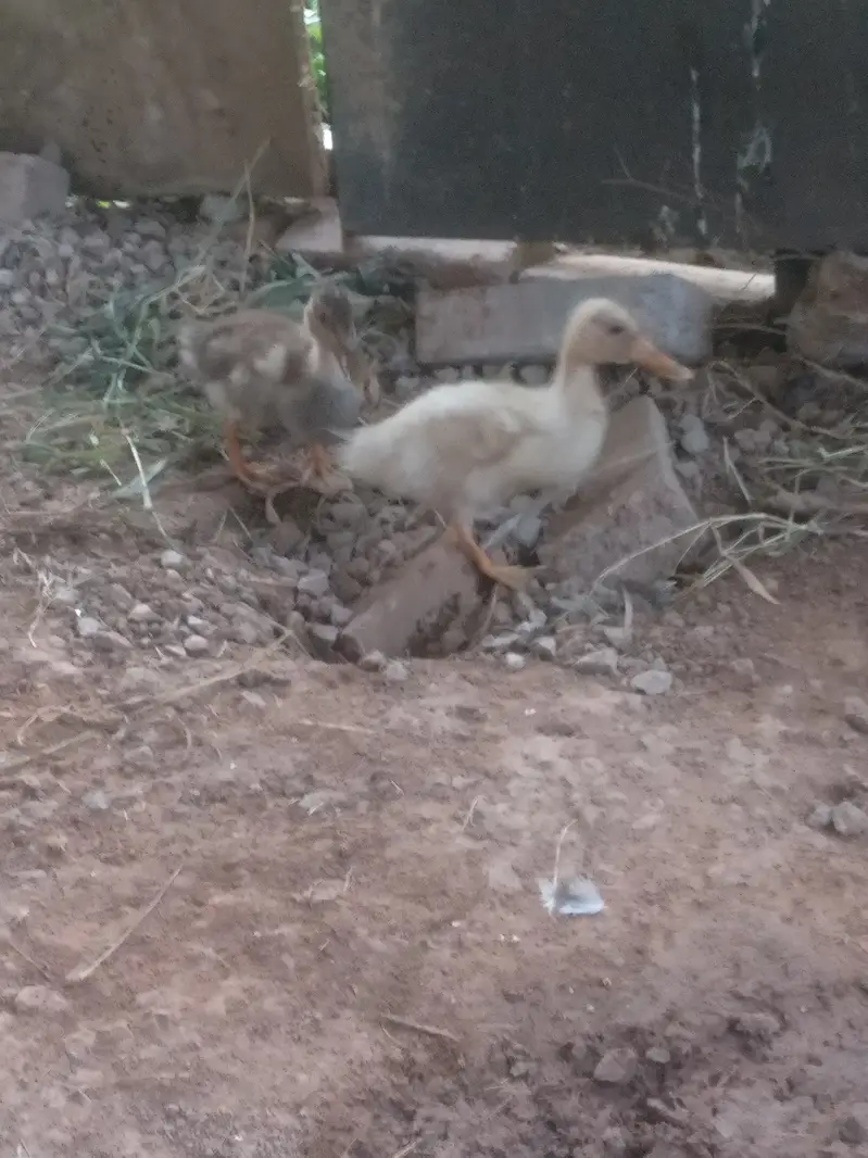 Beautiful Desi ducks pair price almost final — photo 3
