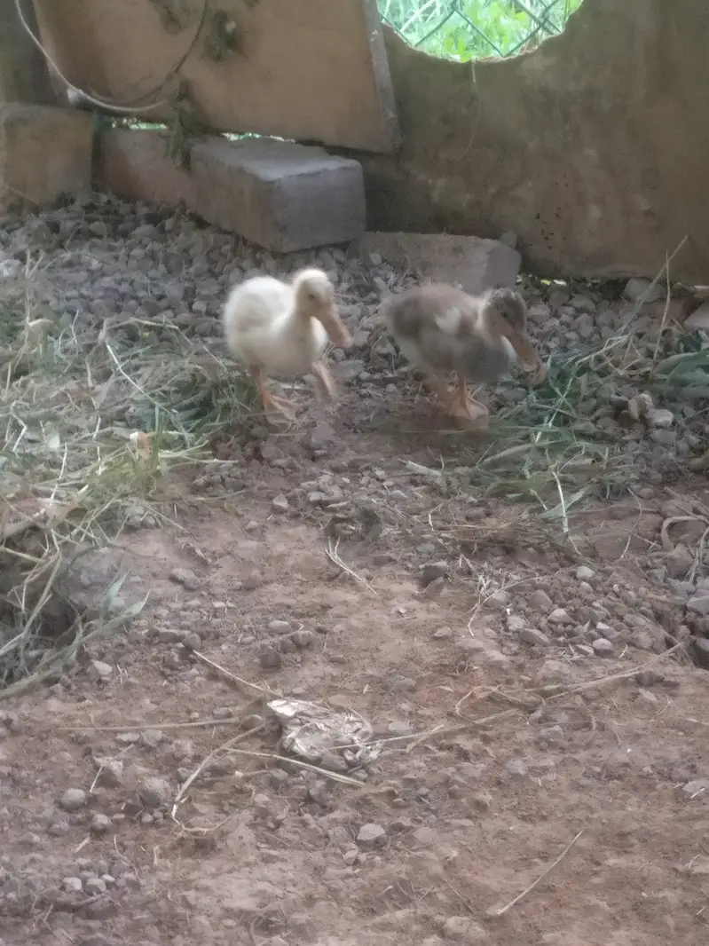 Beautiful Desi ducks pair price almost final — photo 4