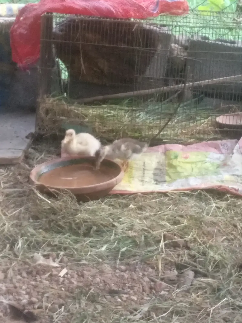 Beautiful Desi ducks pair price almost final — photo 5