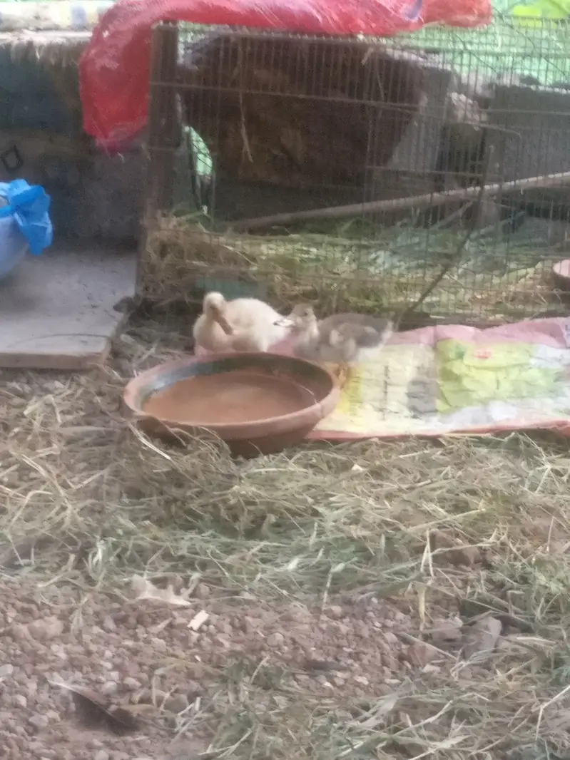 Beautiful Desi ducks pair price almost final — photo 6