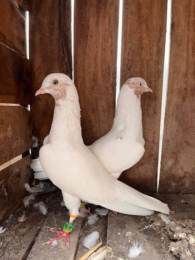 Indian galva breeder  pair with one baby