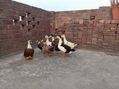 Ducks family eggs laying