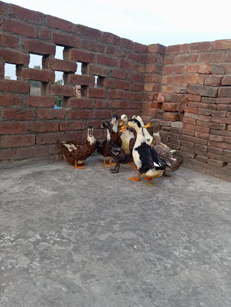 Ducks family eggs laying — photo 2
