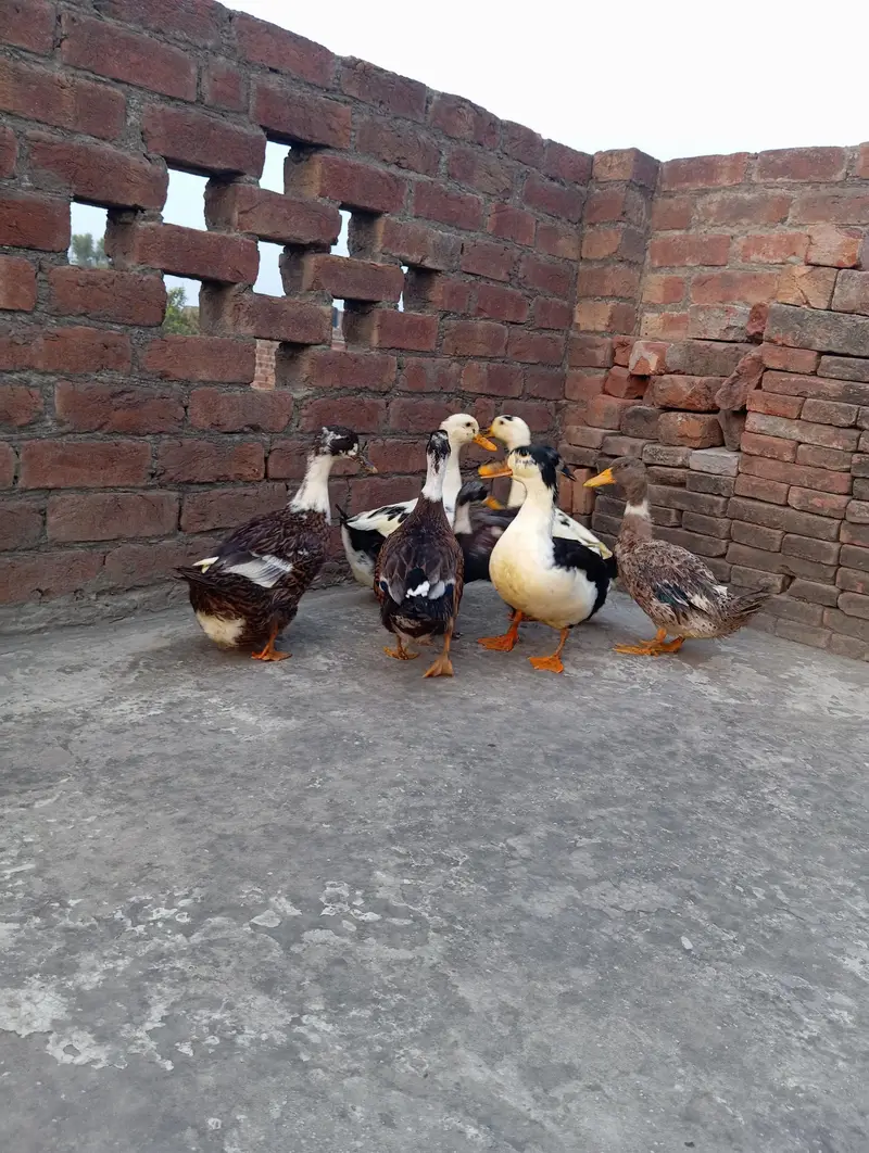 Ducks family eggs laying — photo 3
