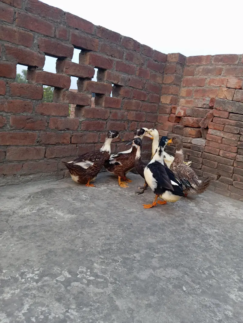 Ducks family eggs laying — photo 4