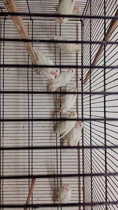 ALBINO RED EYE PAIRS