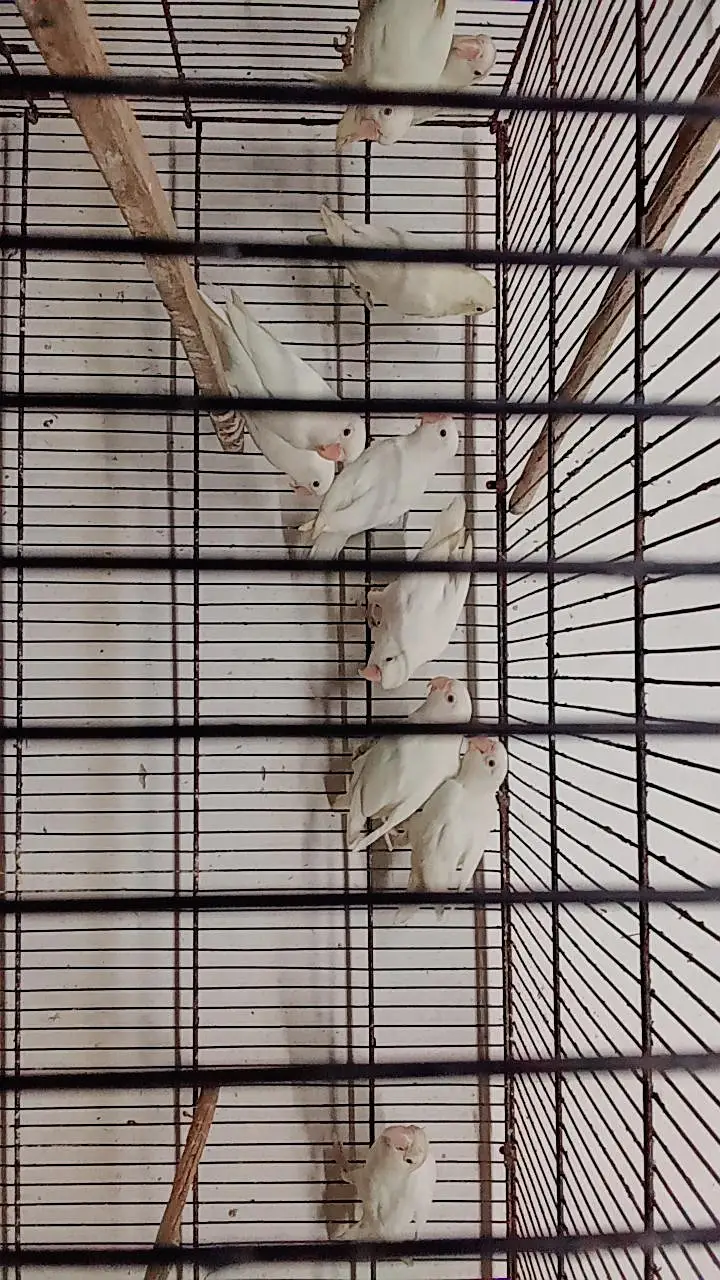 ALBINO RED EYE PAIRS