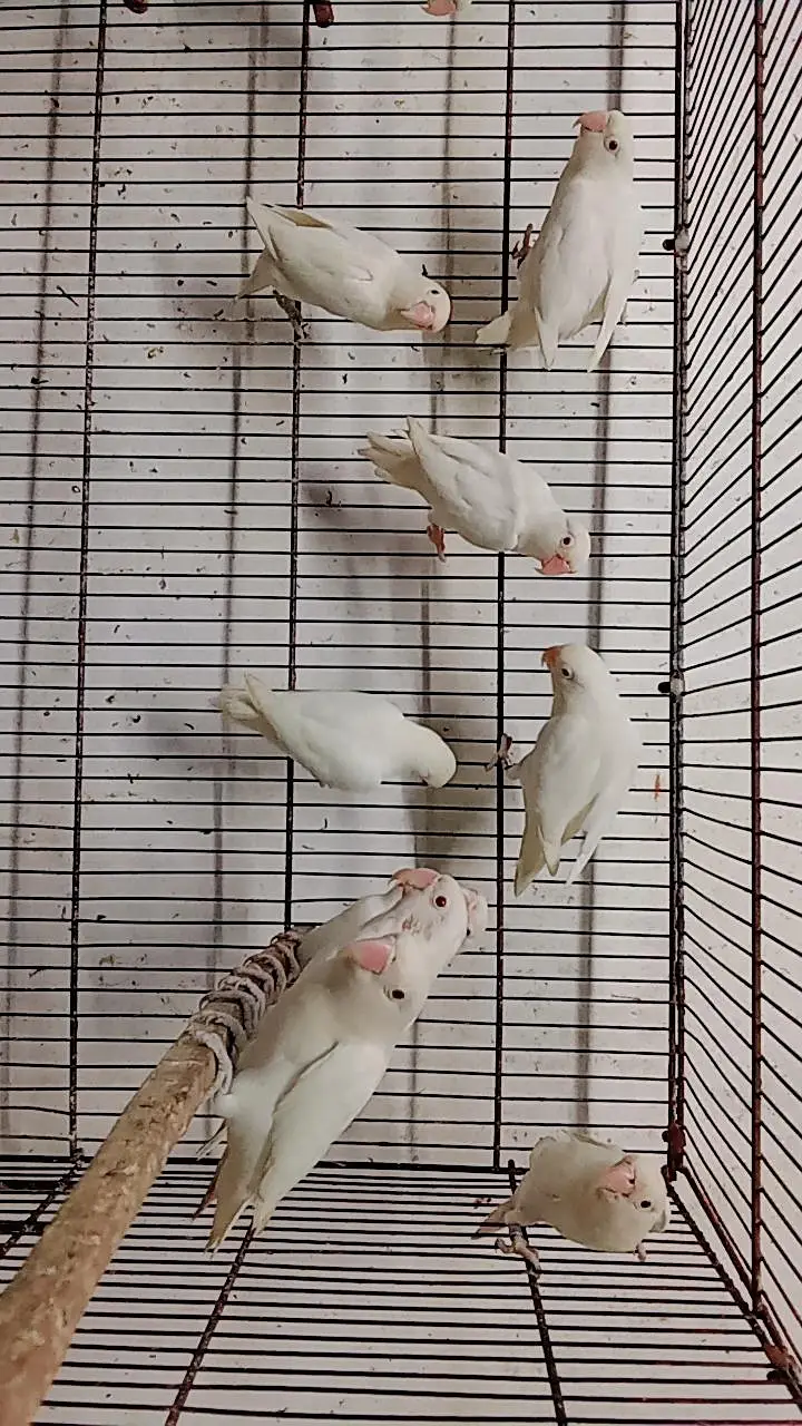 ALBINO RED EYE PAIRS — photo 2
