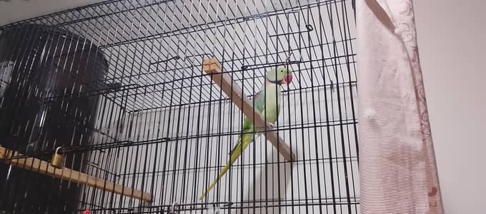 Raw parrot