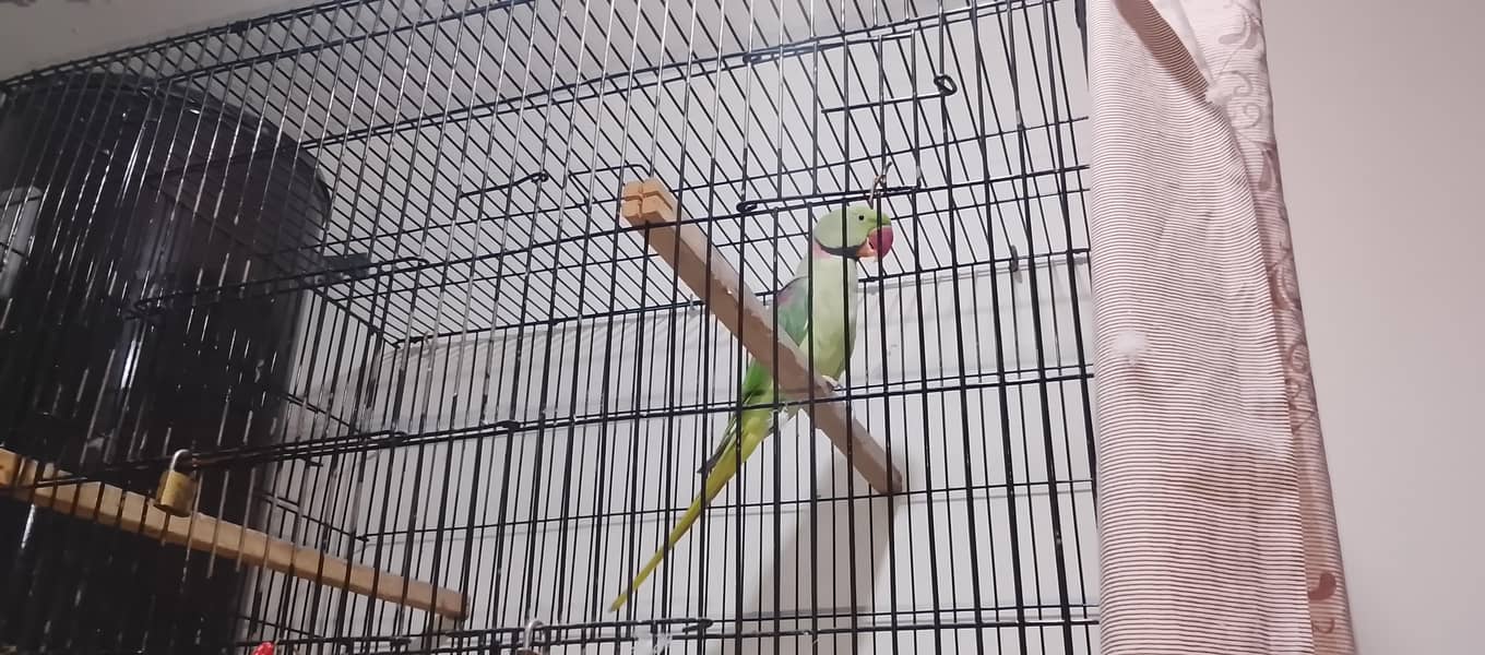 Raw parrot 0