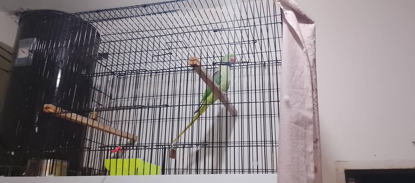 Raw parrot 1